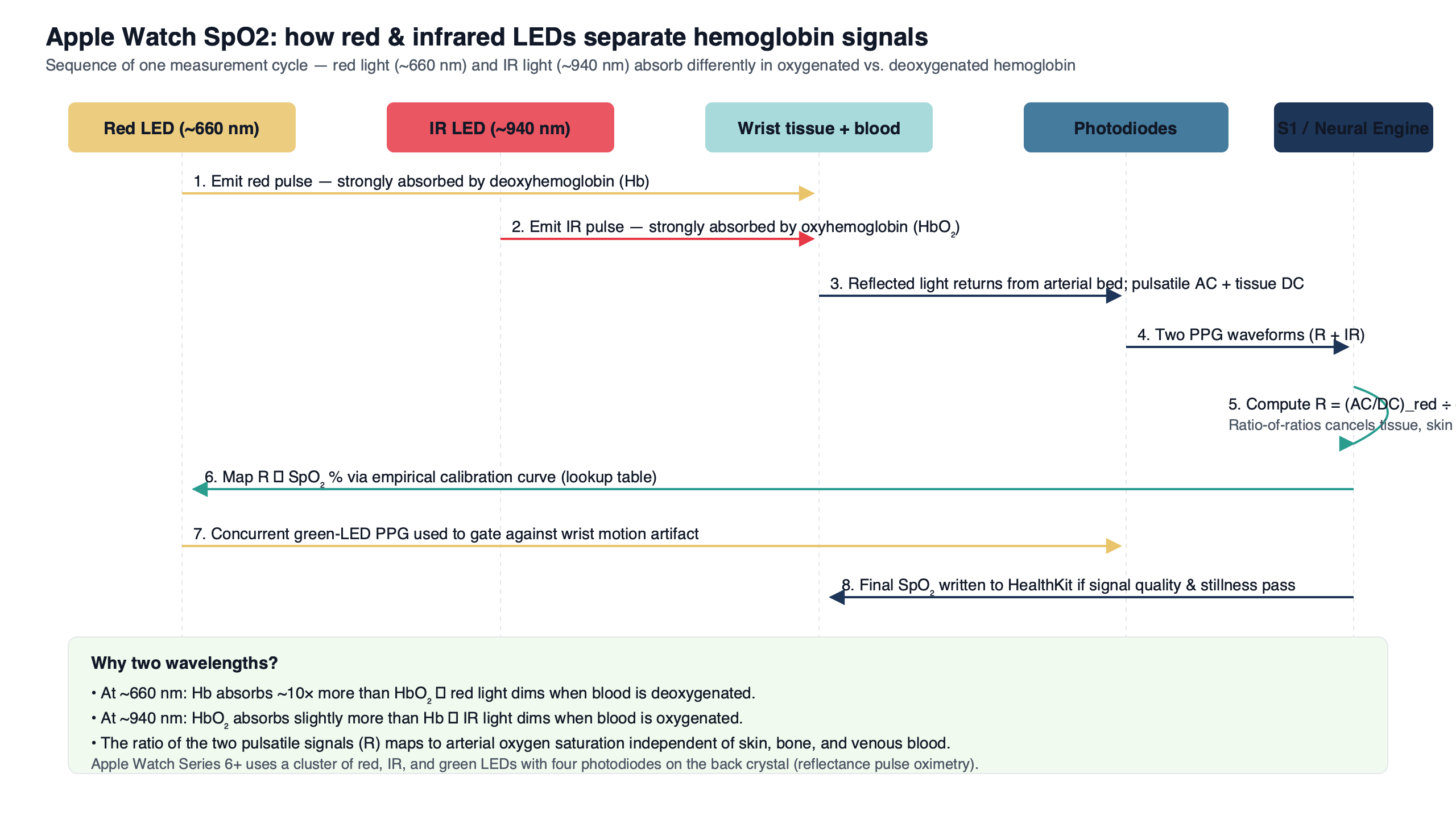 Topic diagram for Inside Apple Watch SpO2: how red and infrared LEDs separate hemoglobin signals